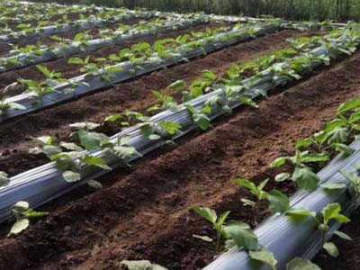 Agricultural Mulch