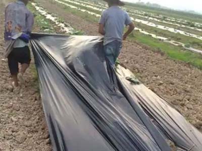 Black Mulch Film