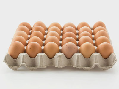 egg tray machine price